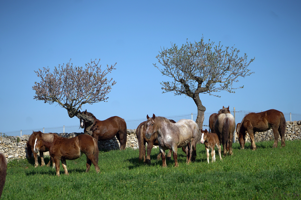 PASSIONE CAITPR: 22 maggio  è la giornata mondiale della biodiversità