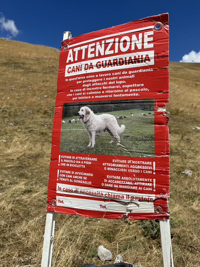 CANI DA GUARDIANIA - copyrighted photo Annalisa Parisi