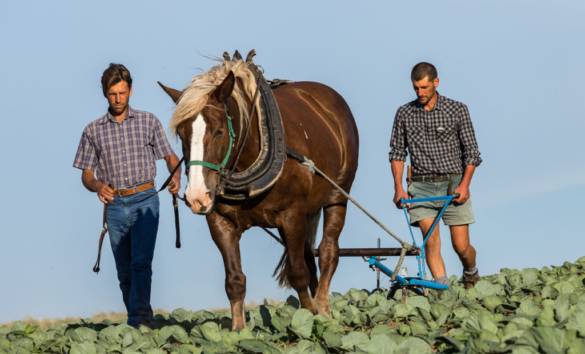 Azienda Agricola BIO BELTRAMI - TRAZIONE ANIMALE