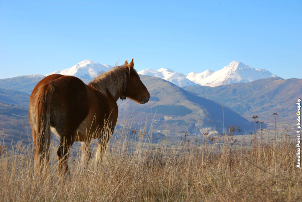 Il valore intrinseco della Biodiversità - il CAITPR