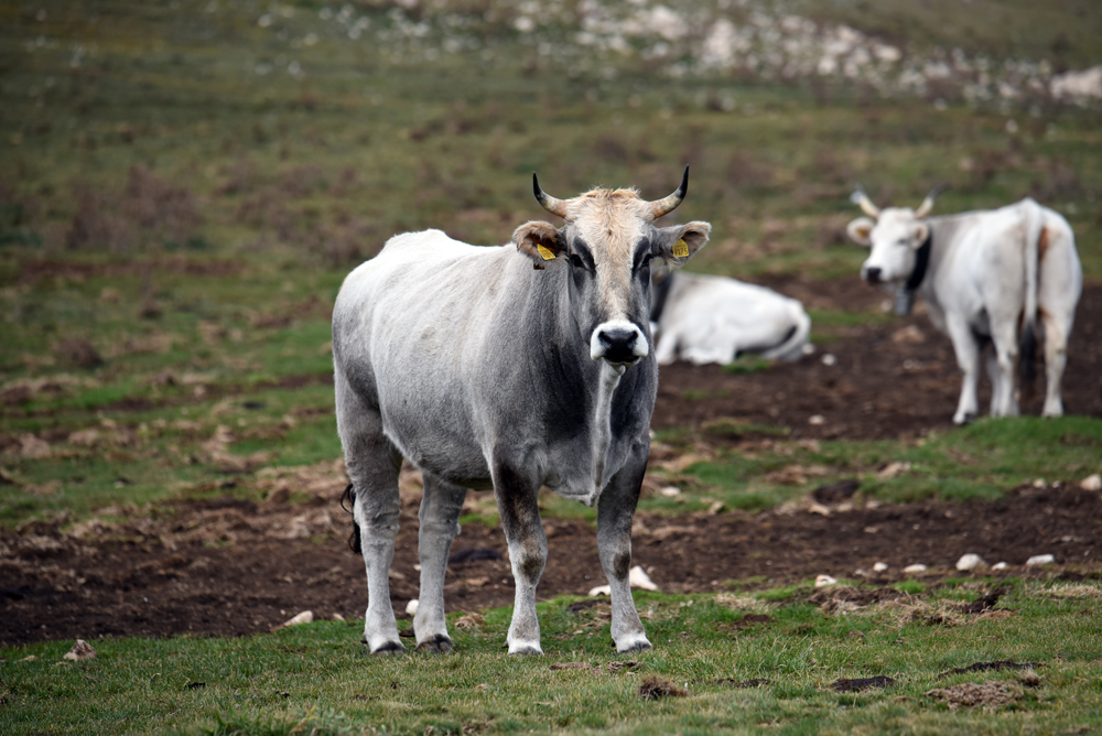 Le vacche bianche, romagnole, podoliche e marchigiane abitano da decenni i pascoli dell'Appennino centrale