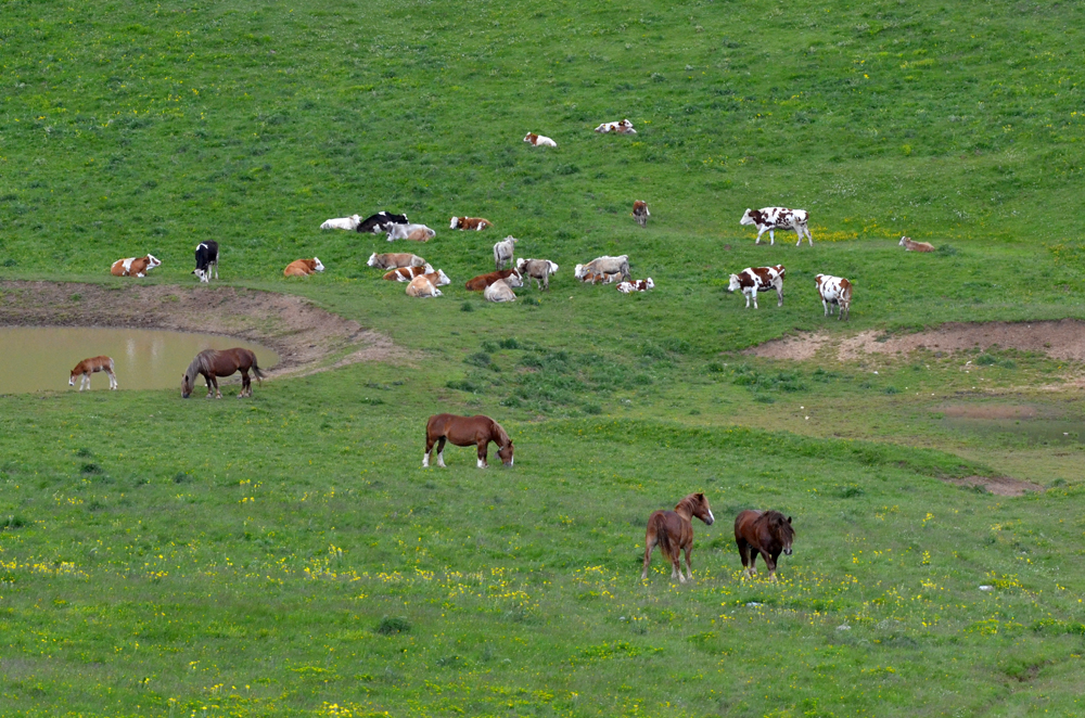 Vacche e Cavalli: la complementarità del pascolo protegge il territorio e tutela le Biodiversità