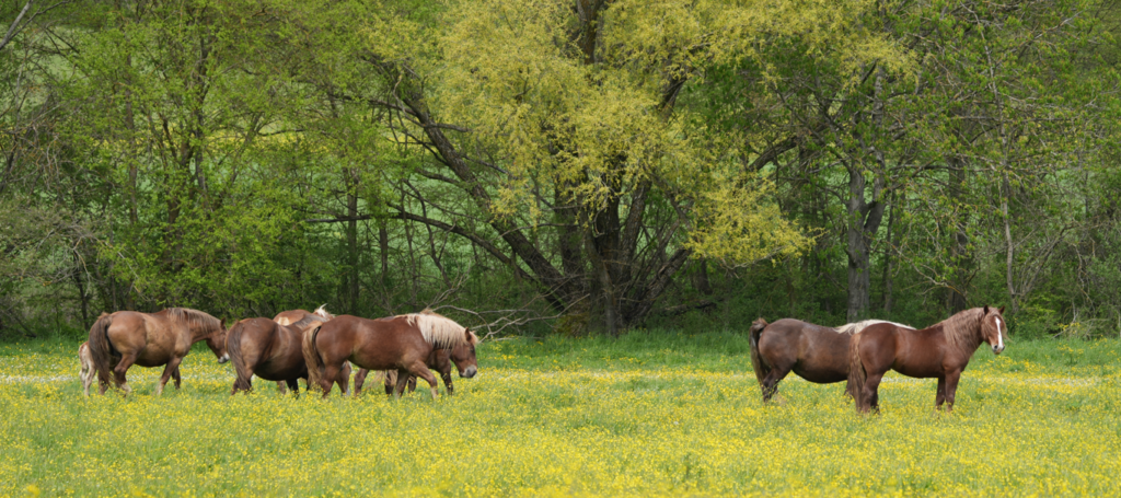 Cavalli da tiro al pascolo in provincia dell'Aquila